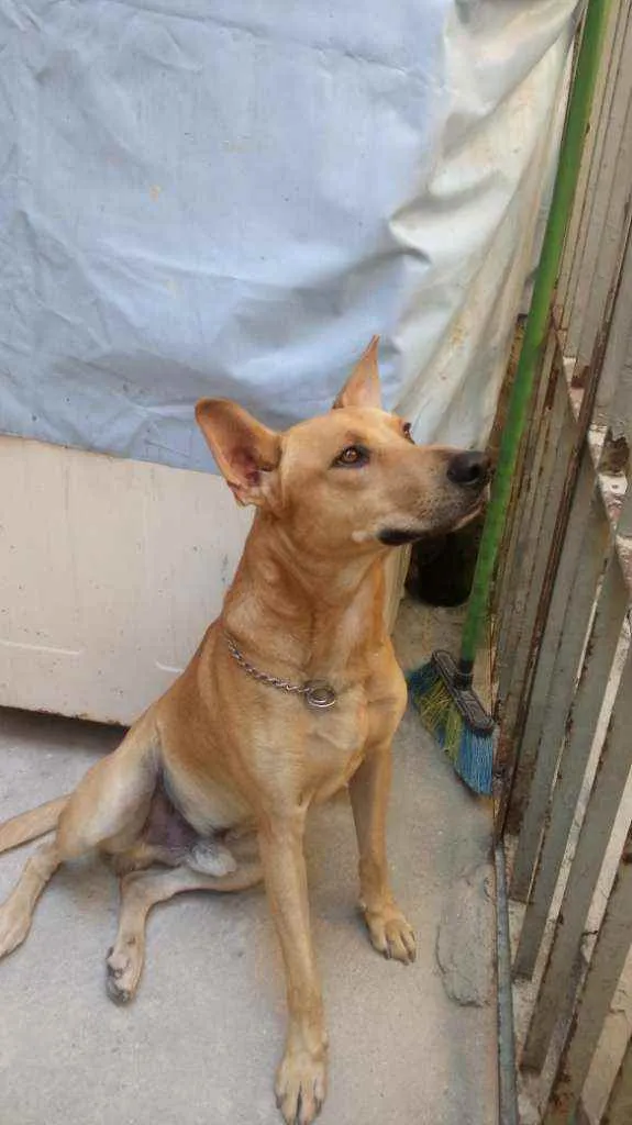 Cachorro ra a Vira Lata com Labrador idade 3 anos nome Valentim 