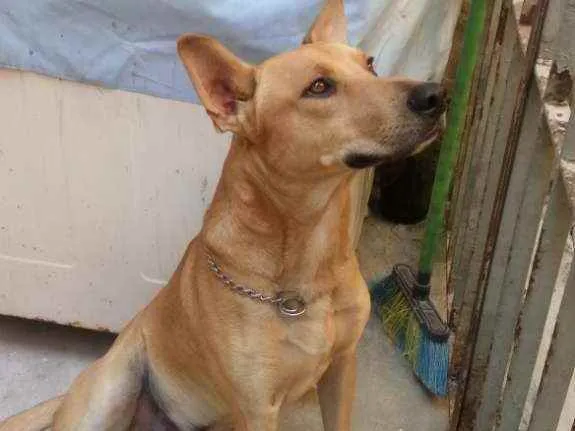 Cachorro ra a Vira Lata com Labrador idade 3 anos nome Valentim 