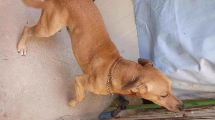 Cachorro ra a Vira Lata com Labrador idade 3 anos nome Valentim 