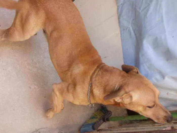 Cachorro ra a Vira Lata com Labrador idade 3 anos nome Valentim 