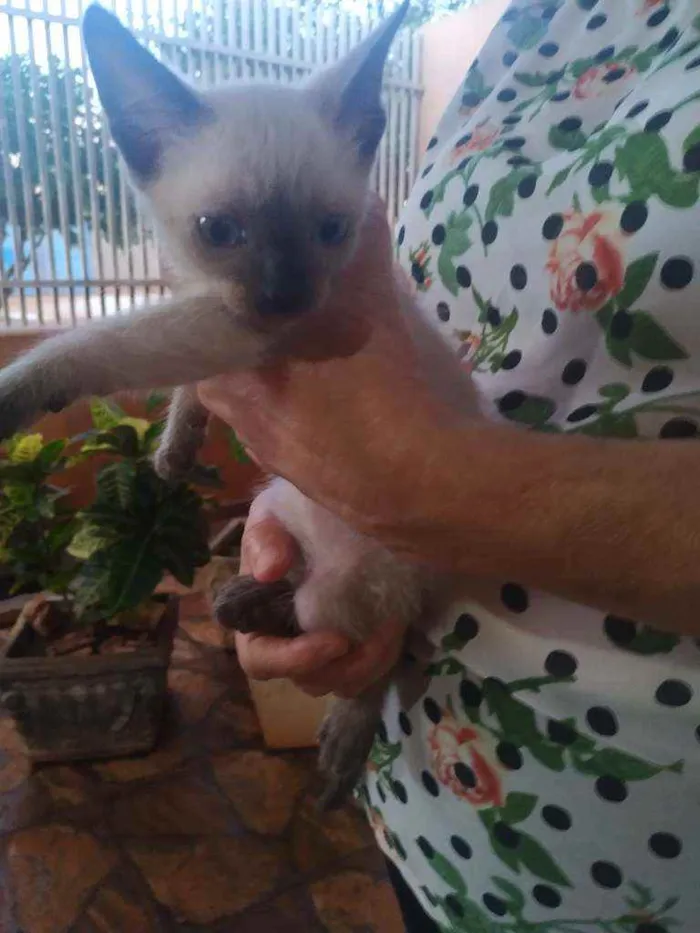 Gato ra a Siamesa idade Abaixo de 2 meses nome Sem Nome