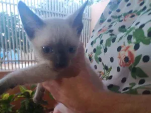 Gato raça Siamesa idade Abaixo de 2 meses nome Sem Nome