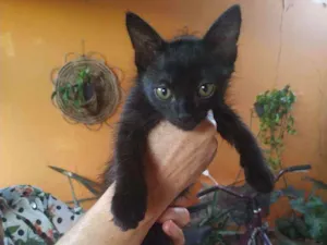 Gato raça Indefinida idade Abaixo de 2 meses nome Sem Nome