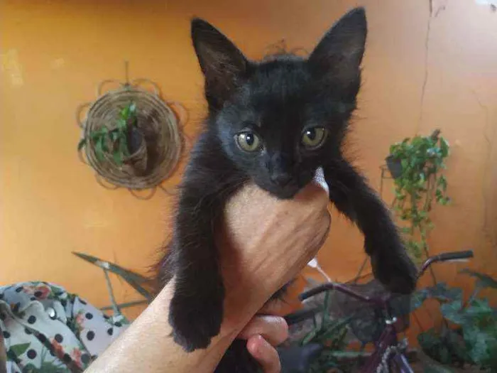 Gato ra a Indefinida idade Abaixo de 2 meses nome Sem Nome