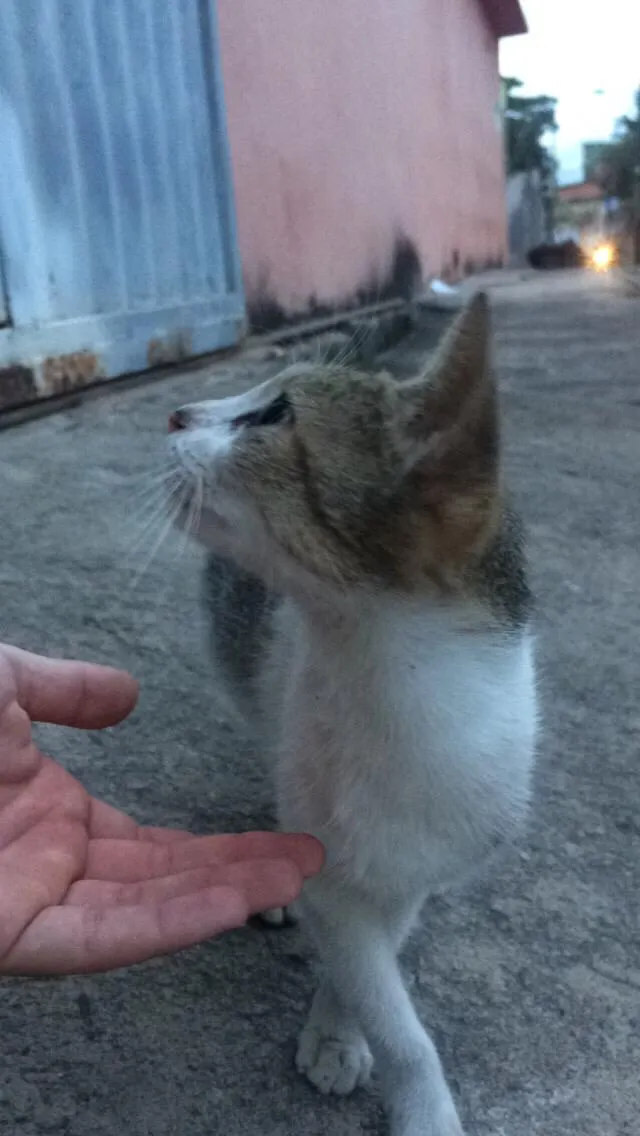 Gato raça Não sei identificar idade 2 a 6 meses nome Cinzenta