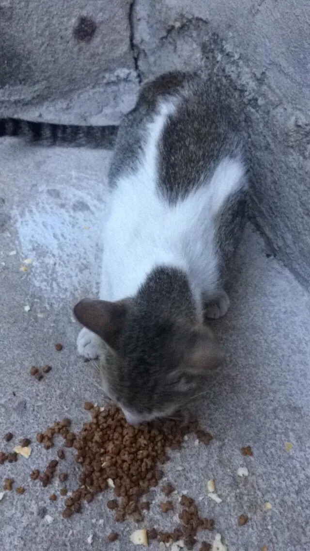 Gato raça Não sei identificar idade 2 a 6 meses nome Cinzenta