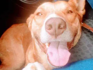 Cachorro raça Mix Pit Bull idade 1 ano nome Baruke