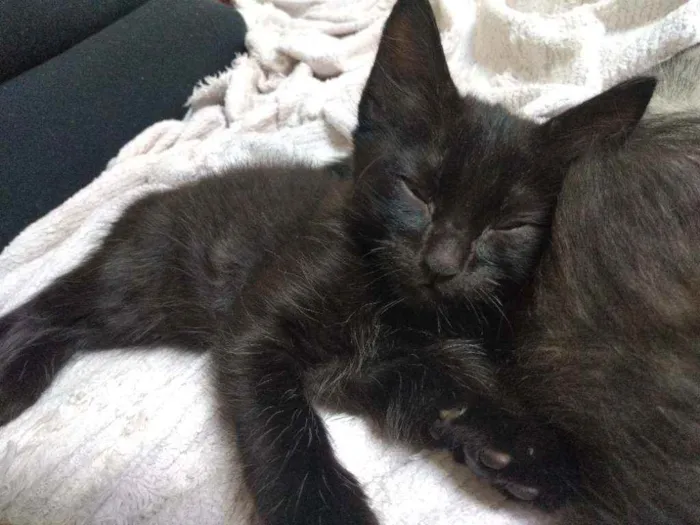 Gato ra a Vira lata idade 2 a 6 meses nome Dark