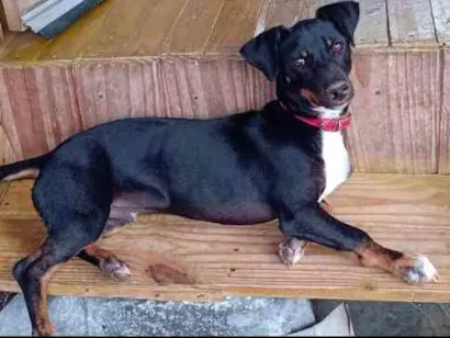 Cachorro raça Linguiça com vira-lata idade 7 a 11 meses nome Paçoca