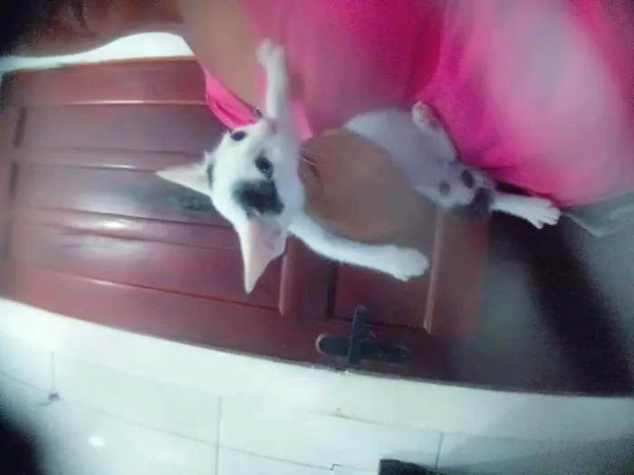 Gato ra a Flocadas idade  nome Maury