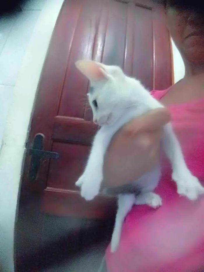 Gato ra a Flocadas idade  nome Maury