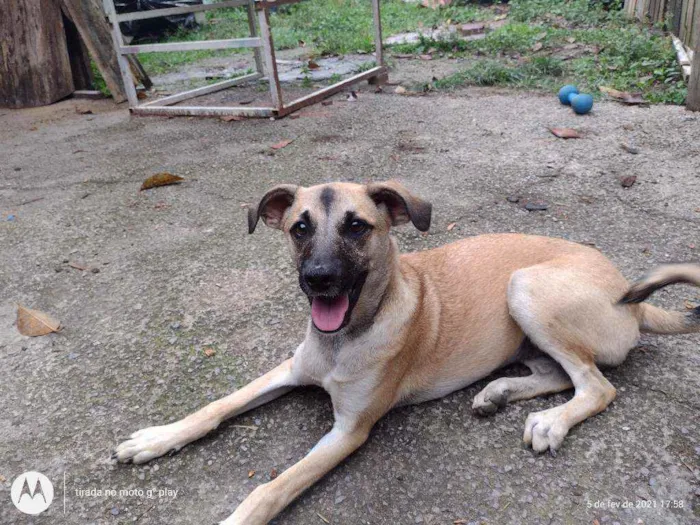 Cachorro raça SRD idade 1 ano nome FLORESBELLA