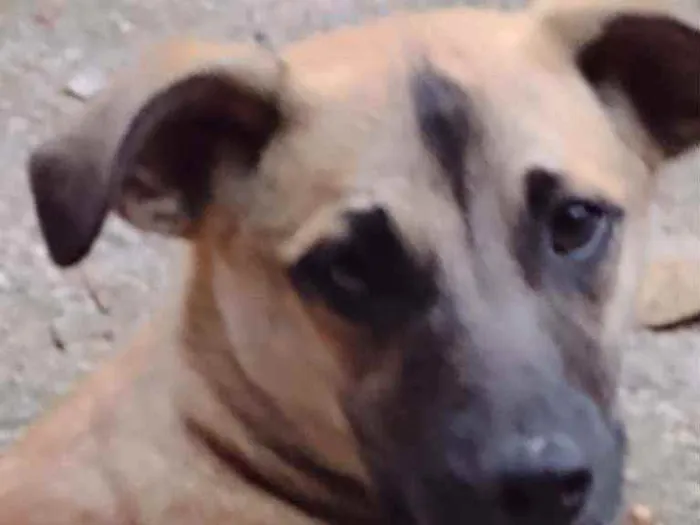 Cachorro raça SRD idade 1 ano nome FLORESBELLA