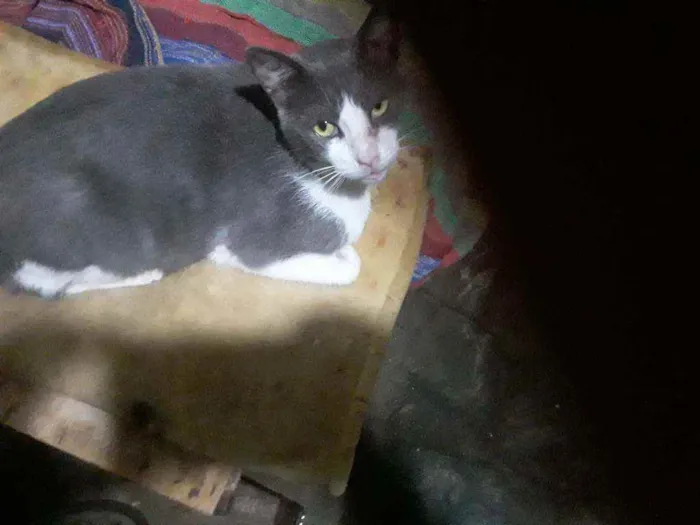 Gato ra a Sem raça definida  idade 2 anos nome Dengoso