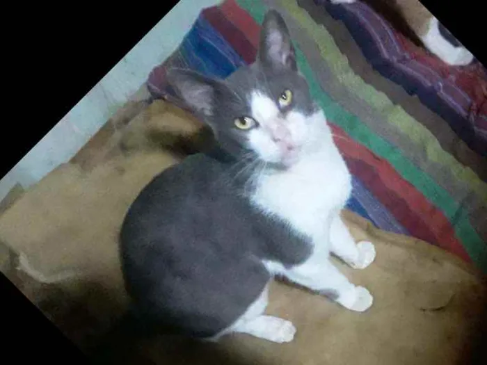 Gato ra a Sem raça definida  idade 2 anos nome Dengoso