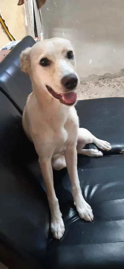 Cachorro raça SRD idade 7 a 11 meses nome ESTRELA