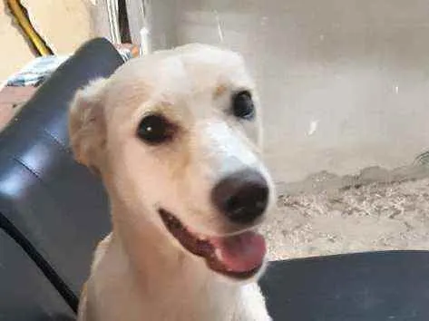 Cachorro raça SRD idade 7 a 11 meses nome ESTRELA