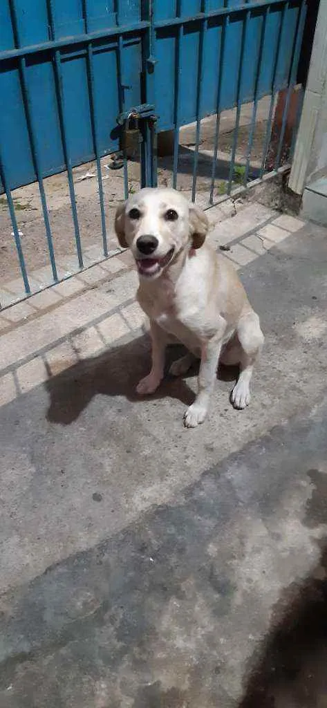 Cachorro raça SRD idade 7 a 11 meses nome ESTRELA