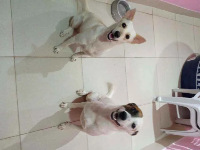 Cachorro raça SRD idade  nome Luci e Fred