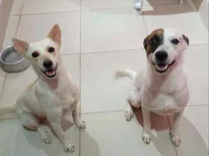 Cachorro raça SRD idade  nome Luci e Fred