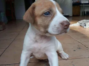 Cachorro raça  idade 2 a 6 meses nome Romana