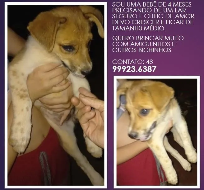 Cachorro ra a SRD-ViraLata idade 2 a 6 meses nome --