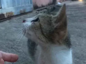 Gato raça Não sei identificar idade 2 a 6 meses nome Cinzenta