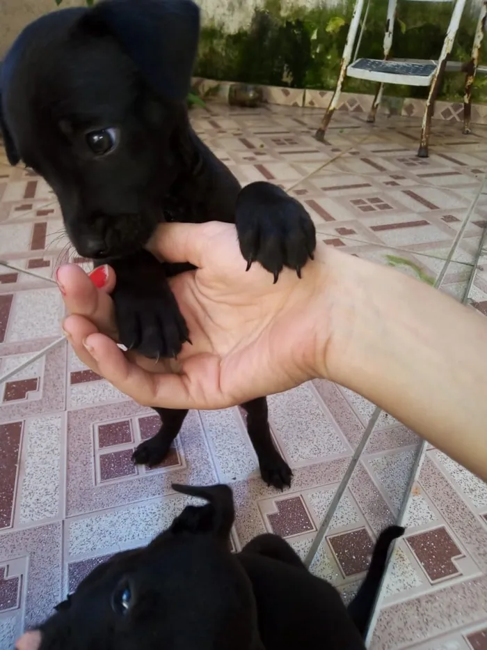 Cachorro ra a Srd idade Abaixo de 2 meses nome Salsicha