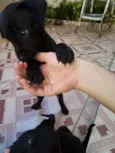 Salsicha