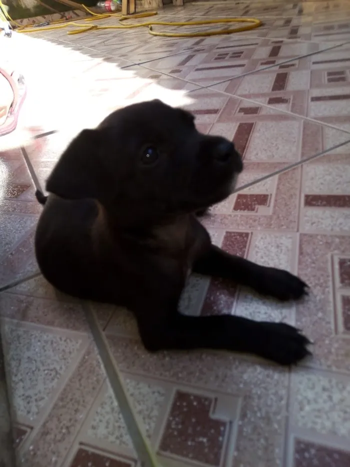 Cachorro ra a Srd idade Abaixo de 2 meses nome Salsicha
