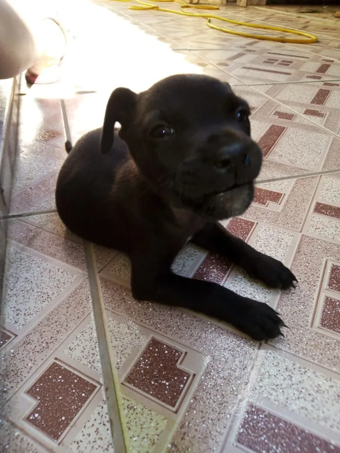 Cachorro ra a Srd idade Abaixo de 2 meses nome Salsicha