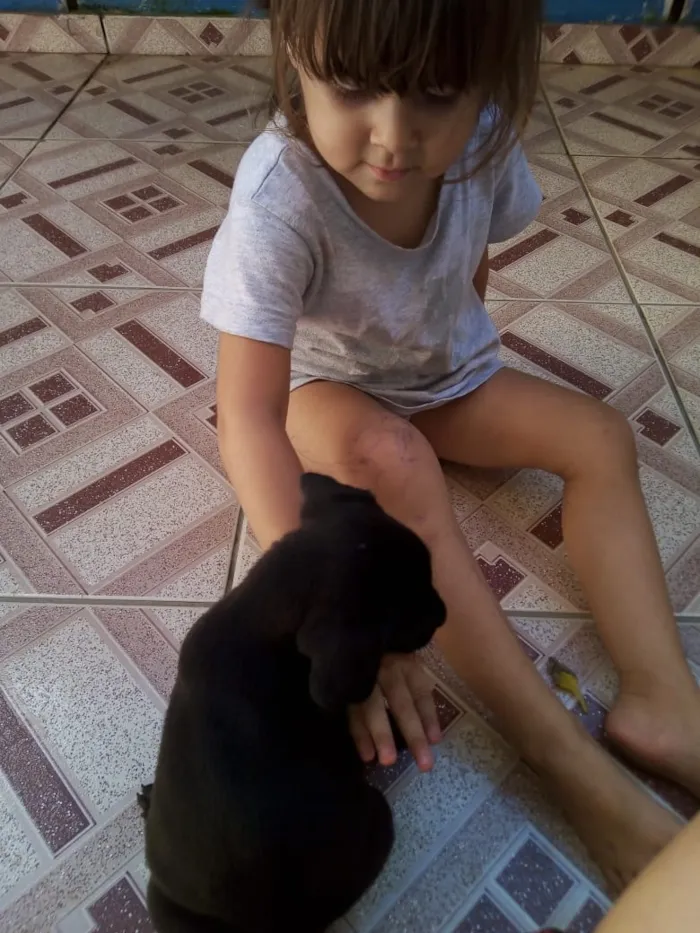 Cachorro ra a Srd idade Abaixo de 2 meses nome Salsicha