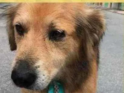 Cachorro raça srd idade 5 anos nome Rambo