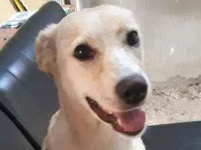 Cachorro raça SRD idade 7 a 11 meses nome ESTRELA