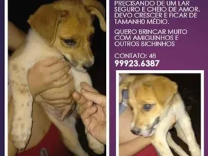 Cachorro raça SRD-ViraLata idade 2 a 6 meses nome --