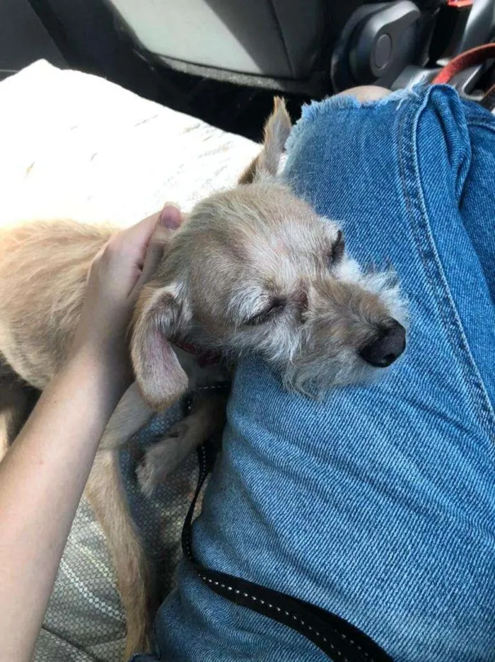 Cachorro raça SRD idade 4 anos nome Lupi