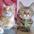 Teo e Tom 