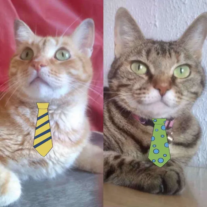 Gato ra a Mesticos  idade 7 a 11 meses nome Teo e Tom 