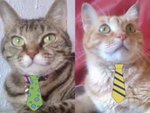 Gato raça Mesticos  idade 7 a 11 meses nome Teo e Tom 
