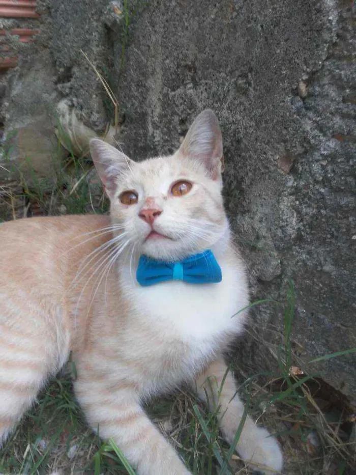 Gato ra a Comum idade 7 a 11 meses nome Dourado