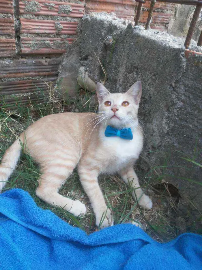 Gato ra a Comum idade 7 a 11 meses nome Dourado