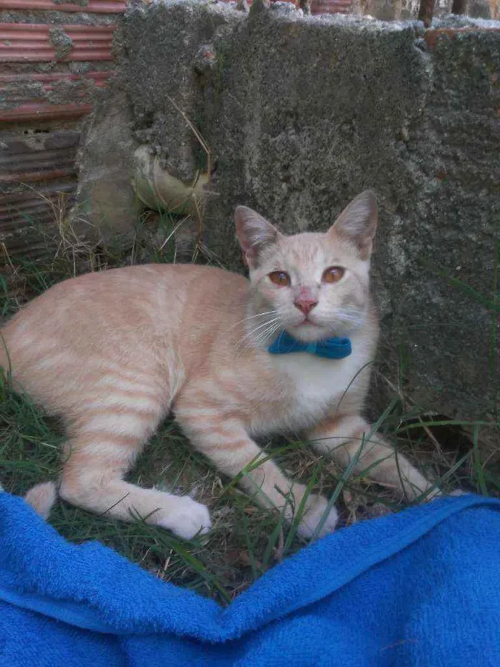 Gato ra a Comum idade 7 a 11 meses nome Dourado