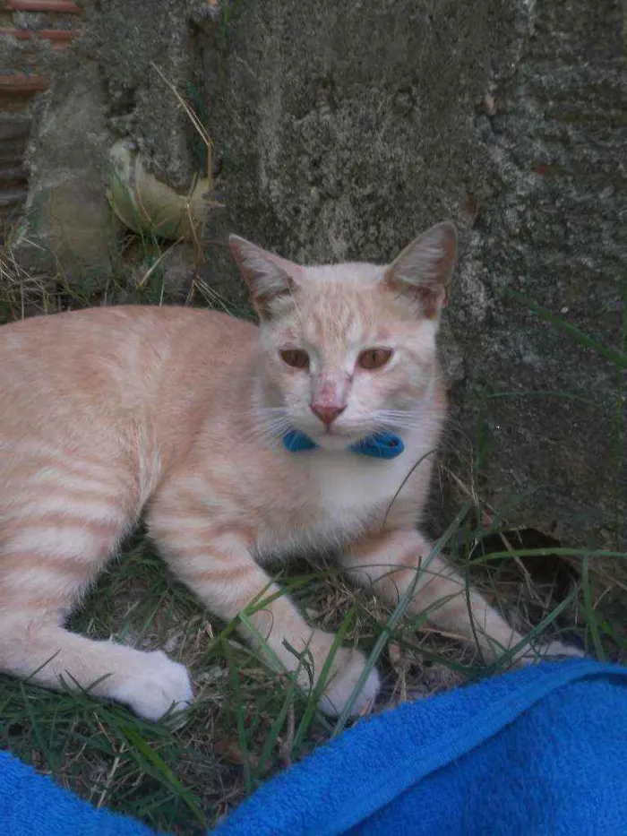 Gato ra a Comum idade 7 a 11 meses nome Dourado