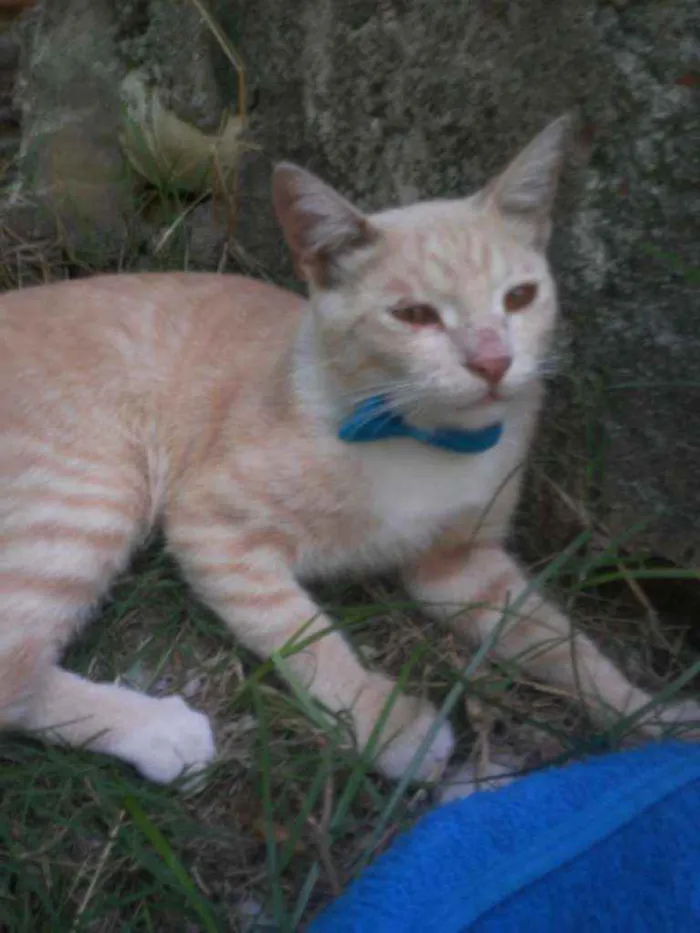 Gato ra a Comum idade 7 a 11 meses nome Dourado