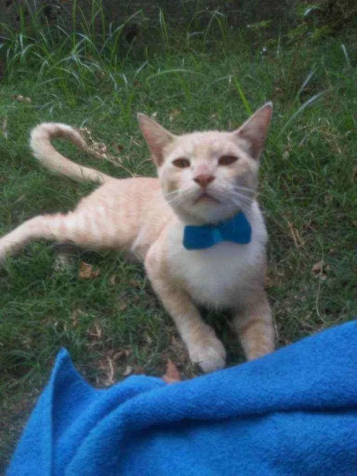 Gato ra a Comum idade 7 a 11 meses nome Dourado