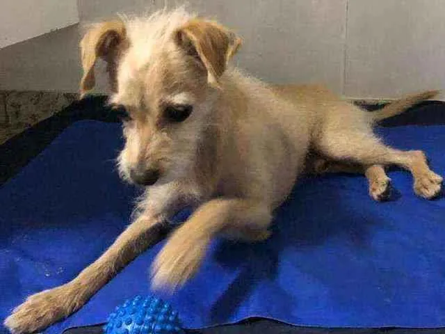 Cachorro raça SRD idade 4 anos nome Lupi