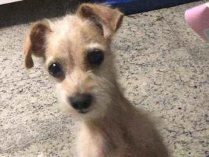 Cachorro raça SRD idade 4 anos nome Lupi