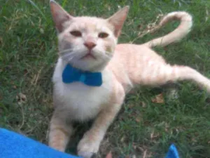 Gato raça Comum idade 7 a 11 meses nome Dourado