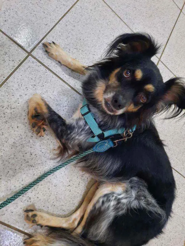 Cachorro ra a Mista idade 2 anos nome Bili