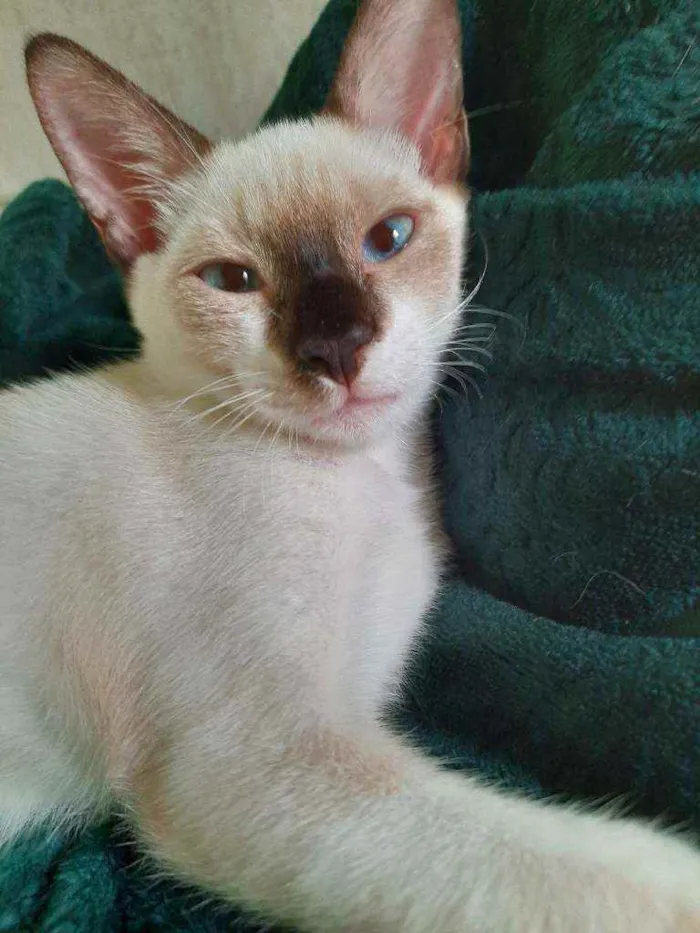 Gato ra a Mista com siamês  idade 2 a 6 meses nome Príncipe para adoção